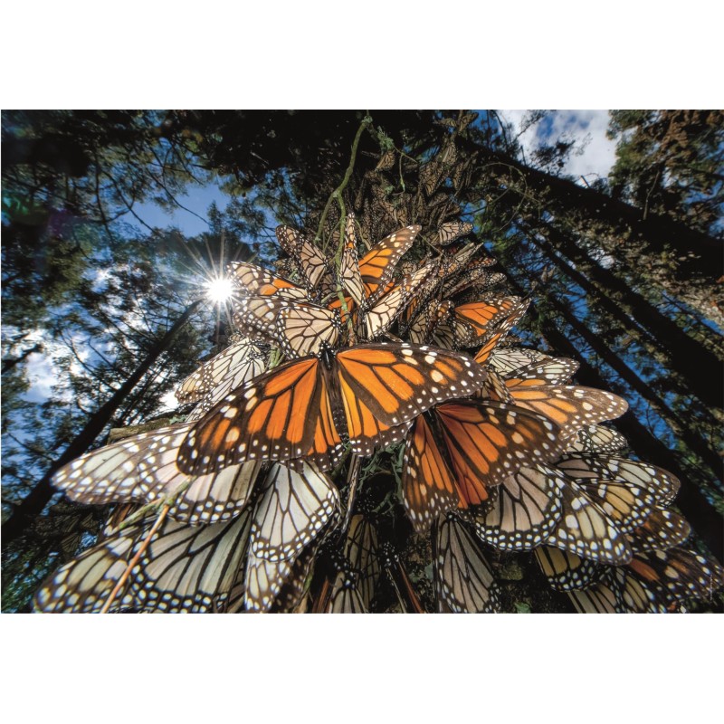 PUZZLE 1000 Pzas. National Geographic: MARIPOSAS MONARCA - Clementoni 39732